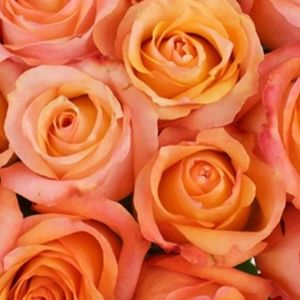 Meet your Posher, Rari